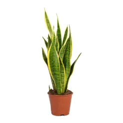 Sansevieria Trifasciata Laurentii - Variegated Snake Plant -Outlet The Ever Sprout Store Sansevieria trifasciata Laurentii Variegated Snake Plant Small