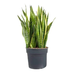 Sansevieria Trifasciata Laurentii - Variegated Snake Plant -Outlet The Ever Sprout Store Sansevieria trifasciata Laurentii Variegated Snake Plant XL