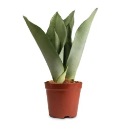 Sansevieria Trifasciata Moonshine - Snake Plant 39 Sansevieria Trifasciata Moonshine - Snake Plant -Outlet The Ever Sprout Store Sansevieria trifasciata Moonshine Snake Plant 12x35cm 50a63810 e3e0 4615 80fd d15cf6a469a0