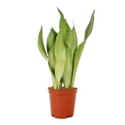 Sansevieria Trifasciata Moonshine - Snake Plant 24 Sansevieria Trifasciata Moonshine - Snake Plant -Outlet The Ever Sprout Store Sansevieria trifasciata Moonshine Snake Plant 12x40cm