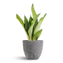 Sansevieria Trifasciata Moonshine - Snake Plant 25 Sansevieria Trifasciata Moonshine - Snake Plant -Outlet The Ever Sprout Store Sansevieria trifasciata Moonshine Snake Plant 12x40cm Bola Artstone Plant Pot Grey 17x15cm 7181 e4543587 9fb9 4632 a3bc b09d151220fe