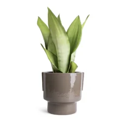 Sansevieria Trifasciata Moonshine - Snake Plant