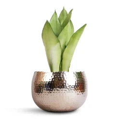 Sansevieria Trifasciata Moonshine - Snake Plant 31 Sansevieria Trifasciata Moonshine - Snake Plant -Outlet The Ever Sprout Store Sansevieria trifasciata Moonshine Snake Plant 14x45cm Hammered Bowl Nickel with Black 19x14cm 34ff7d59 58ec 4695 ac06 530d91d146d2