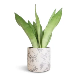 Sansevieria Trifasciata Moonshine - Snake Plant 29 Sansevieria Trifasciata Moonshine - Snake Plant -Outlet The Ever Sprout Store Sansevieria trifasciata Moonshine Snake Plant 14x45cm Lazzaro Plant Pot Vintage Bird 18x16cm 2f71f2a0 b2a9 4447 8646 fa0ca8e969d1