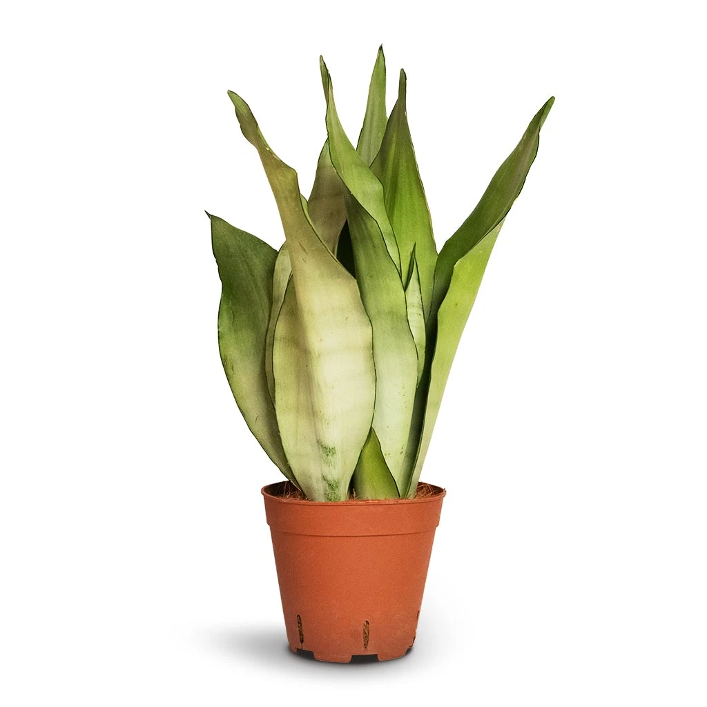 Sansevieria Trifasciata Moonshine - Snake Plant 11 Sansevieria Trifasciata Moonshine - Snake Plant - Image 11