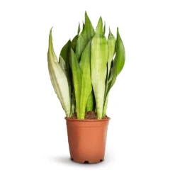 Sansevieria Trifasciata Moonshine - Snake Plant 26 Sansevieria Trifasciata Moonshine - Snake Plant -Outlet The Ever Sprout Store Sansevieria trifasciata Moonshine Snake Plant 21x70cm