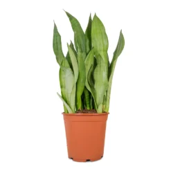 Sansevieria Trifasciata Moonshine - Snake Plant 36 Sansevieria Trifasciata Moonshine - Snake Plant -Outlet The Ever Sprout Store Sansevieria trifasciata Moonshine Snake Plant 21x70cm 4