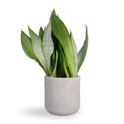 Angle Cylinder Plant Pot - White -Outlet The Ever Sprout Store Sansevieria trifasciata Moonshine Snake Plant 21x70cm Angle Cylinder Plant Pot White 24x24cm