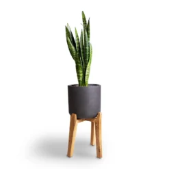 Sansevieria Trifasciata Black Coral - Snake Plant -Outlet The Ever Sprout Store Sansevieria trifasciata Moonshine Snake Plant 21x70cm Charlie Plant Pot Tall Stand Black Washed 32x51cm 4ef3e22f 9b9d 4fe5 b121 1ccf9624baa2