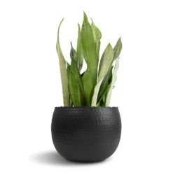Sansevieria Trifasciata Moonshine - Snake Plant 35 Sansevieria Trifasciata Moonshine - Snake Plant -Outlet The Ever Sprout Store Sansevieria trifasciata Moonshine Snake Plant 21x70cm Hammered Bowl Black with Copper 30x20cm 1 76c68d4a fb3f 4781 8ce6 fb581591e0ea
