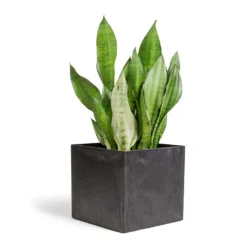 Sansevieria Trifasciata Moonshine - Snake Plant 37 Sansevieria Trifasciata Moonshine - Snake Plant -Outlet The Ever Sprout Store Sansevieria trifasciata Moonshine Snake Plant 21x70cm Maud Artstone Plant Pot Black 32x32x29cm