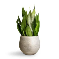 Sansevieria Trifasciata Moonshine - Snake Plant 33 Sansevieria Trifasciata Moonshine - Snake Plant -Outlet The Ever Sprout Store Sansevieria trifasciata Moonshine Snake Plant 21x70cm Noor Plant Pot Metallic Grey 27x25cm 2 4c19579b eb5c 421b ae78 cc1e846d0c1f