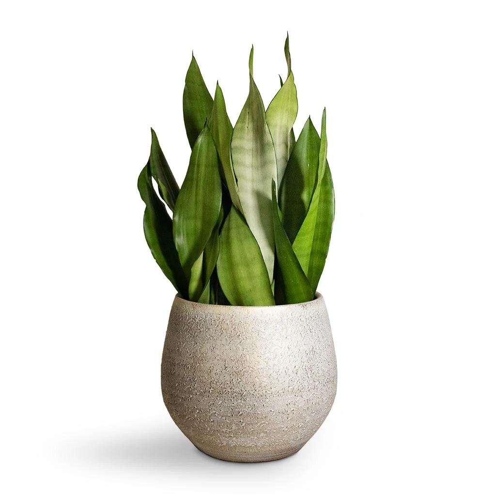 Sansevieria Trifasciata Moonshine - Snake Plant 14 Sansevieria Trifasciata Moonshine - Snake Plant - Image 14