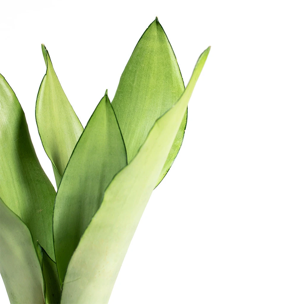 Sansevieria Trifasciata Moonshine - Snake Plant 2 Sansevieria Trifasciata Moonshine - Snake Plant - Image 2