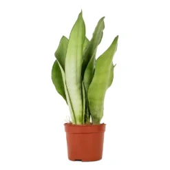 Sansevieria Trifasciata Moonshine - Snake Plant 22 Sansevieria Trifasciata Moonshine - Snake Plant -Outlet The Ever Sprout Store Sansevieria trifasciata Moonshine Snake Plant 9x25cm