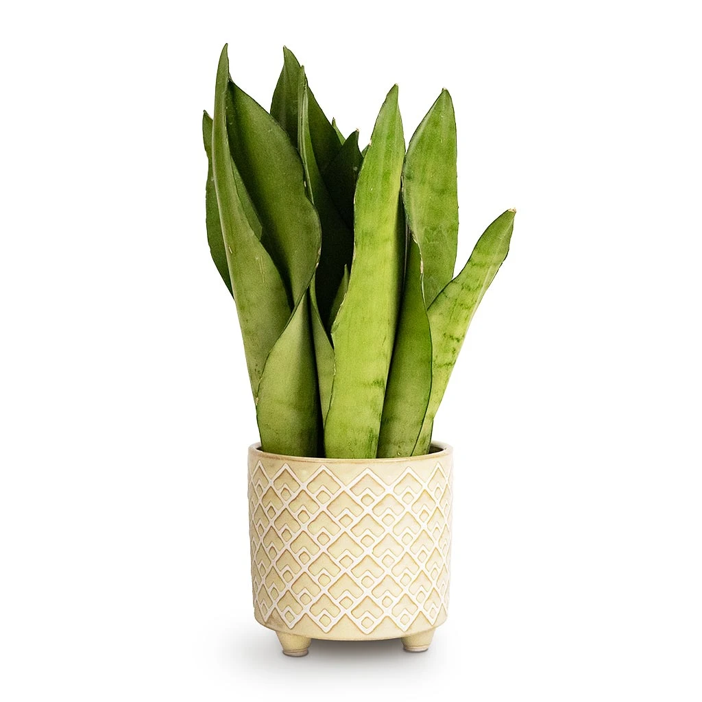Sansevieria Trifasciata Moonshine - Snake Plant 9 Sansevieria Trifasciata Moonshine - Snake Plant - Image 9