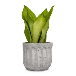 Sansevieria Trifasciata Moonshine - Snake Plant 32 Sansevieria Trifasciata Moonshine - Snake Plant -Outlet The Ever Sprout Store Sansevieria trifasciata Moonshine Snake Plant 9x25cm Plant Pot Duncan Cement 14x13cm a14413be 4894 4f84 b91b f4bef59535e8