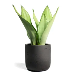 Sansevieria Trifasciata Moonshine - Snake Plant 23 Sansevieria Trifasciata Moonshine - Snake Plant -Outlet The Ever Sprout Store Sansevieria trifasciata Moonshine Snake Plant Charlie Plant Pot Black Washed