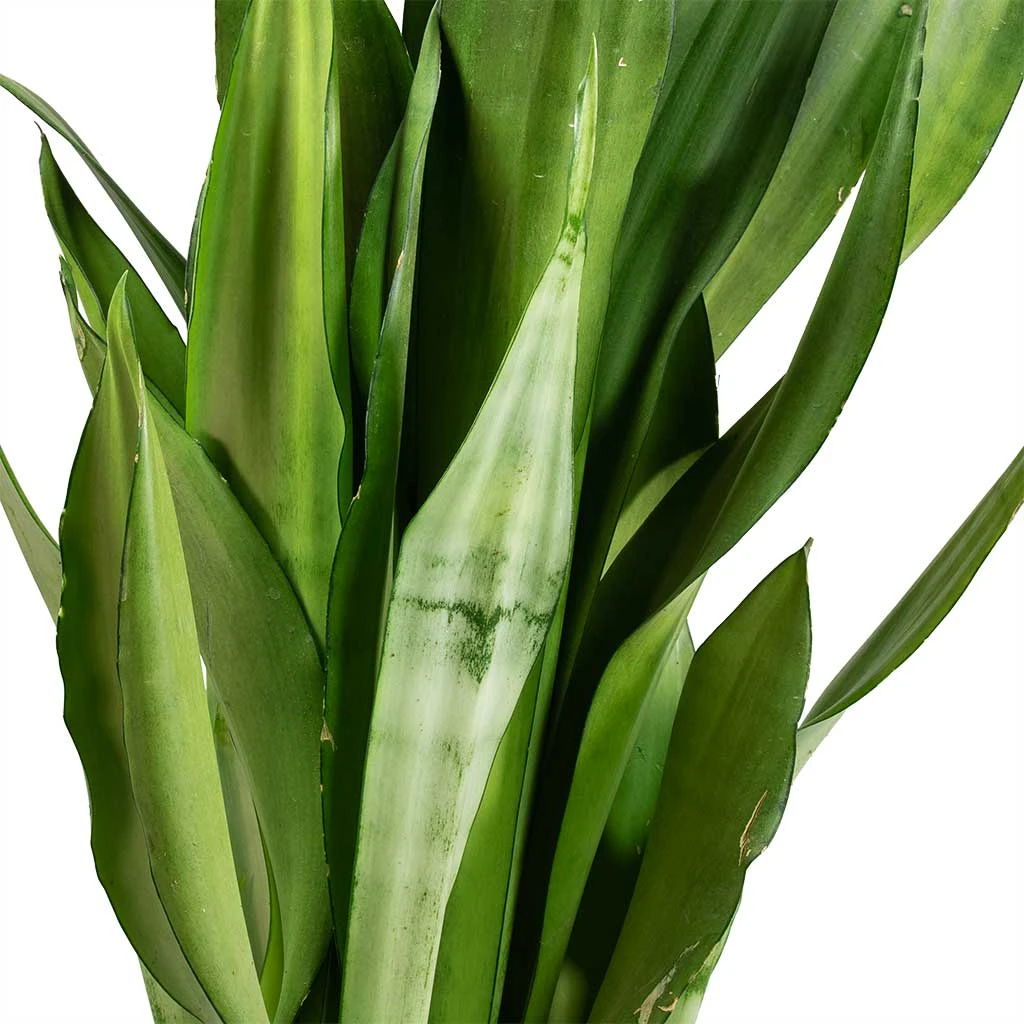 Sansevieria Trifasciata Moonshine - Snake Plant 15 Sansevieria Trifasciata Moonshine - Snake Plant - Image 15