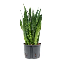Sansevieria Zeylanica - HydroCare -Outlet The Ever Sprout Store Sansevieria zeylanica HydroCare 25 19x70cm