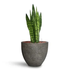 Jesslyn Cement & Stone Plant Pot - Granite Grey -Outlet The Ever Sprout Store Sansevieria zeylanica HydroCare Cement Stone Cody Plant Pot Granite Grey a9b27aea c58d 4e6c b101 ab8b6e748978