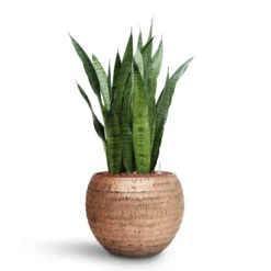 Sansevieria Zeylanica - HydroCare -Outlet The Ever Sprout Store Sansevieria zeylanica HydroCare Opus Hammered Globe Planter Gold