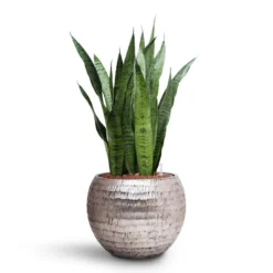 Sansevieria Zeylanica - HydroCare -Outlet The Ever Sprout Store Sansevieria zeylanica HydroCare Opus Hammered Globe Planter Silver