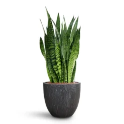Sansevieria Zeylanica - HydroCare -Outlet The Ever Sprout Store Sansevieria zeylanica HydroCare Raindrop Couple Planter Anthracite 98f636ba 6a10 4538 9f20 be855672ca02