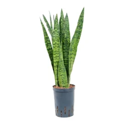 Sansevieria Zeylanica - HydroCare -Outlet The Ever Sprout Store Sansevieria zeylanica Hydroculture 15 19x60cm