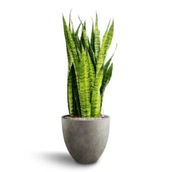 Sansevieria Zeylanica - HydroCare -Outlet The Ever Sprout Store Sansevieria zeylanica Hydroculture Grigio Egg Pot Planter Natural Concrete