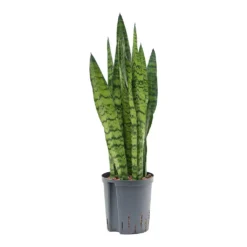 Sansevieria Zeylanica - HydroCare -Outlet The Ever Sprout Store Sansevieria zeylanica Hydroculture Indoor Plant Small