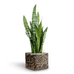 Sansevieria Zeylanica - HydroCare -Outlet The Ever Sprout Store Sansevieria zeylanica Hydroculture Lava Cube Relic Planter Black 785217e9 17be 4c34 af90 3edacf8f127e