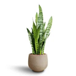 Sansevieria Zeylanica - HydroCare -Outlet The Ever Sprout Store Sansevieria zeylanica Hydroculture Mini Pixie Plant Pot Grey Washed