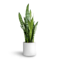 Sansevieria Zeylanica - HydroCare -Outlet The Ever Sprout Store Sansevieria zeylanica Hydroculture Puk Planter Matt White