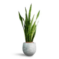 Sansevieria Zeylanica - HydroCare -Outlet The Ever Sprout Store Sansevieria zeylanica Hydroculture Ryan Plant Pot White Black