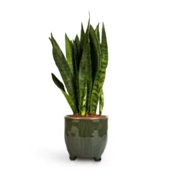 Sansevieria Zeylanica - Snake Plant -Outlet The Ever Sprout Store Sansevieria zeylanica Snake Plant 14x50cm Kaat Plant Pot Green 16x16cm