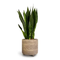 Sansevieria Zeylanica - Snake Plant -Outlet The Ever Sprout Store Sansevieria zeylanica Snake Plant 14x50cm Nola Plant Pot Shiny Earth 17x16cm