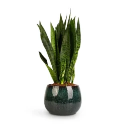 Sansevieria Zeylanica - Snake Plant -Outlet The Ever Sprout Store Sansevieria zeylanica Snake Plant 14x50cm Odile Plant Pot Petrol 19x14cm 2c0af5d4 814e 4303 8f95 25848897fd75