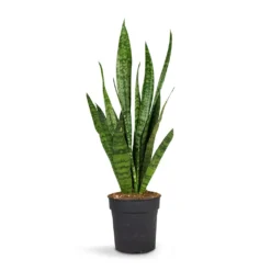 Sansevieria Zeylanica - Snake Plant -Outlet The Ever Sprout Store Sansevieria zeylanica Snake Plant 15x50cm