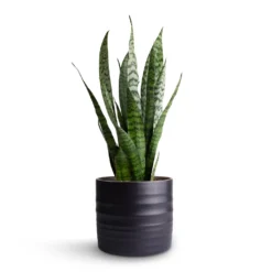 Sansevieria Zeylanica - Snake Plant -Outlet The Ever Sprout Store Sansevieria zeylanica Snake Plant 15x50cm Hadleigh Plant Pot Charcoal 17x15cm