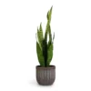 Sansevieria Zeylanica - Snake Plant