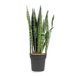Sansevieria Zeylanica - Snake Plant -Outlet The Ever Sprout Store Sansevieria zeylanica Snake Plant 21x100cm
