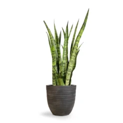 Sansevieria Zeylanica - Snake Plant -Outlet The Ever Sprout Store Sansevieria zeylanica Snake Plant 21x70cm Angle Couple Plant Pot Anthracite 30x28cm 2 4e3de4c8 d714 41a3 9a89 ad56f048bc49