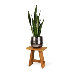 Sansevieria Zeylanica - Snake Plant -Outlet The Ever Sprout Store Sansevieria zeylanica Snake Plant 21x70cm Jenna Metal Plant Pots Set of 3 Lead dba41d2b 6f44 4b3b 9d30 00b6d5774747