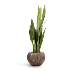Sansevieria Zeylanica - Snake Plant -Outlet The Ever Sprout Store Sansevieria zeylanica Snake Plant 21x70cm Luxe Lite Waterfall Globe Planter Bronze 33x24cm d74c92a0 6312 4cf9 b47a 2cf07eeec6fd