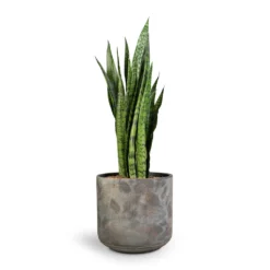 Sansevieria Zeylanica - Snake Plant -Outlet The Ever Sprout Store Sansevieria zeylanica Snake Plant 21x70cm Saar Plant Pot Earth Cement 26x25cm