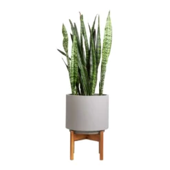 Sansevieria Zeylanica - Snake Plant -Outlet The Ever Sprout Store Sansevieria zeylanica Snake Plant 21x70cm Vigo Plant Pot with Wooden Stand Concrete Grey 28x37cm e0bb1396 2198 461f 98d7 b69284c1444f