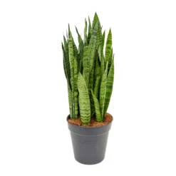 Sansevieria Zeylanica - Snake Plant -Outlet The Ever Sprout Store Sansevieria zeylanica Snake Plant 21x80cm