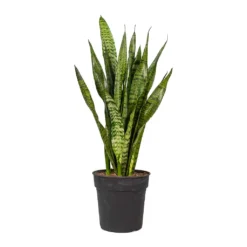 Sansevieria Zeylanica - Snake Plant -Outlet The Ever Sprout Store Sansevieria zeylanica Snake Plant 21x80cm 2177ff2d 2527 480c b9fe fa5a83387048