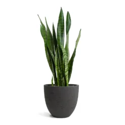 Sansevieria Zeylanica - Snake Plant -Outlet The Ever Sprout Store Sansevieria zeylanica Snake Plant Mini Jesslyn Plant Pot Black Washed 8a02a074 152b 457a a87c 7ccd45f55dd0